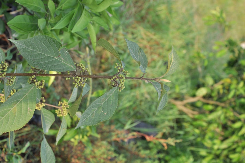 Image of Callicarpa dichotoma specimen.