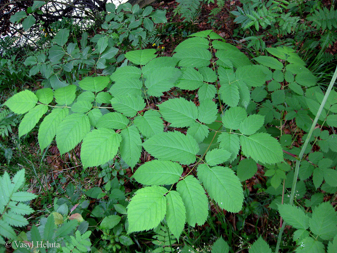 Изображение особи Aruncus sylvestris.