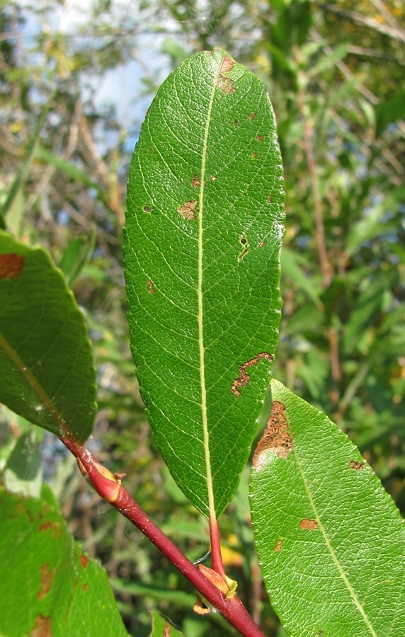 Image of Salix &times; myrtoides specimen.