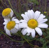 Anthemis iberica