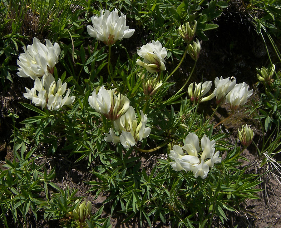 Изображение особи Trifolium polyphyllum.