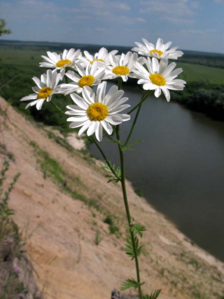 Image of Pyrethrum corymbosum specimen.