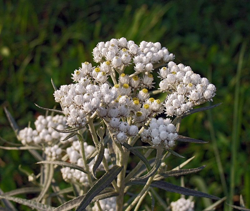 Изображение особи Anaphalis margaritacea.