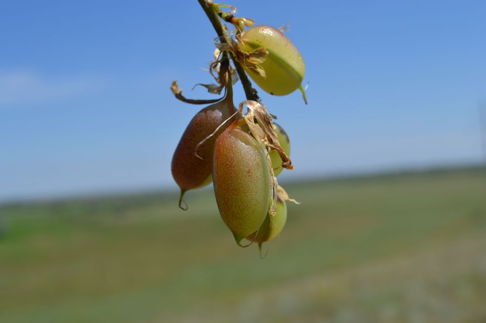 Изображение особи Astragalus longipetalus.