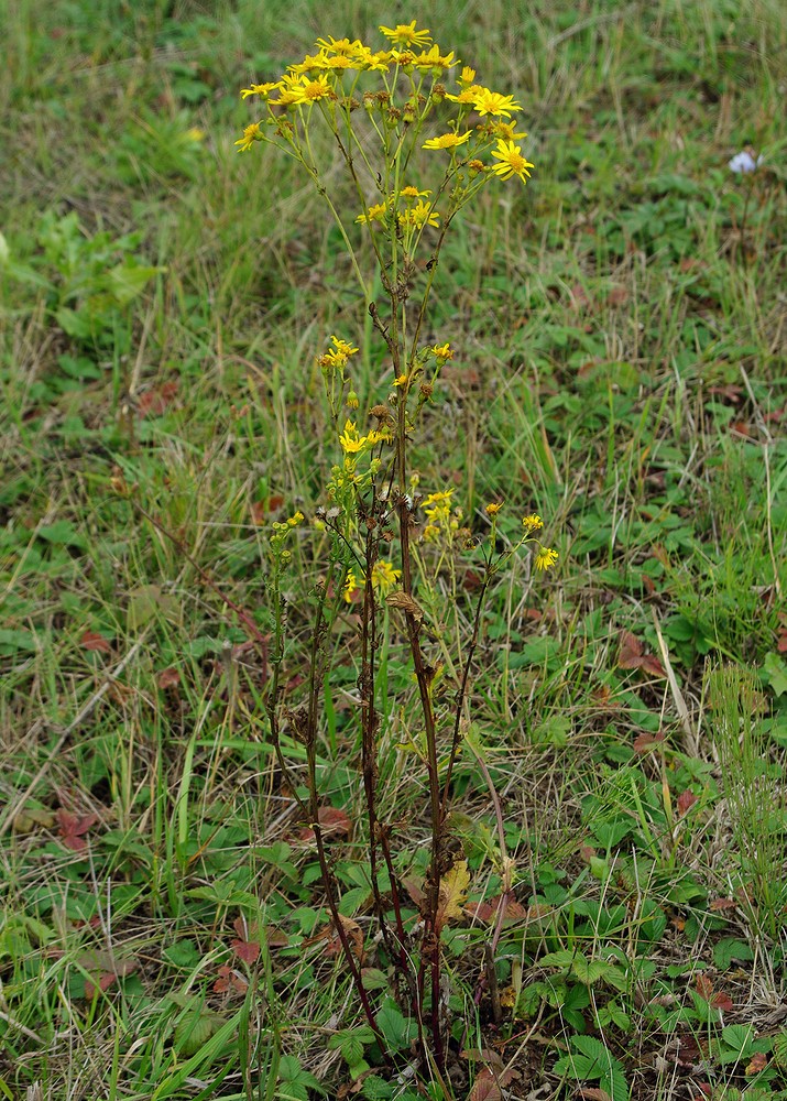 Image of Senecio jacobaea specimen.