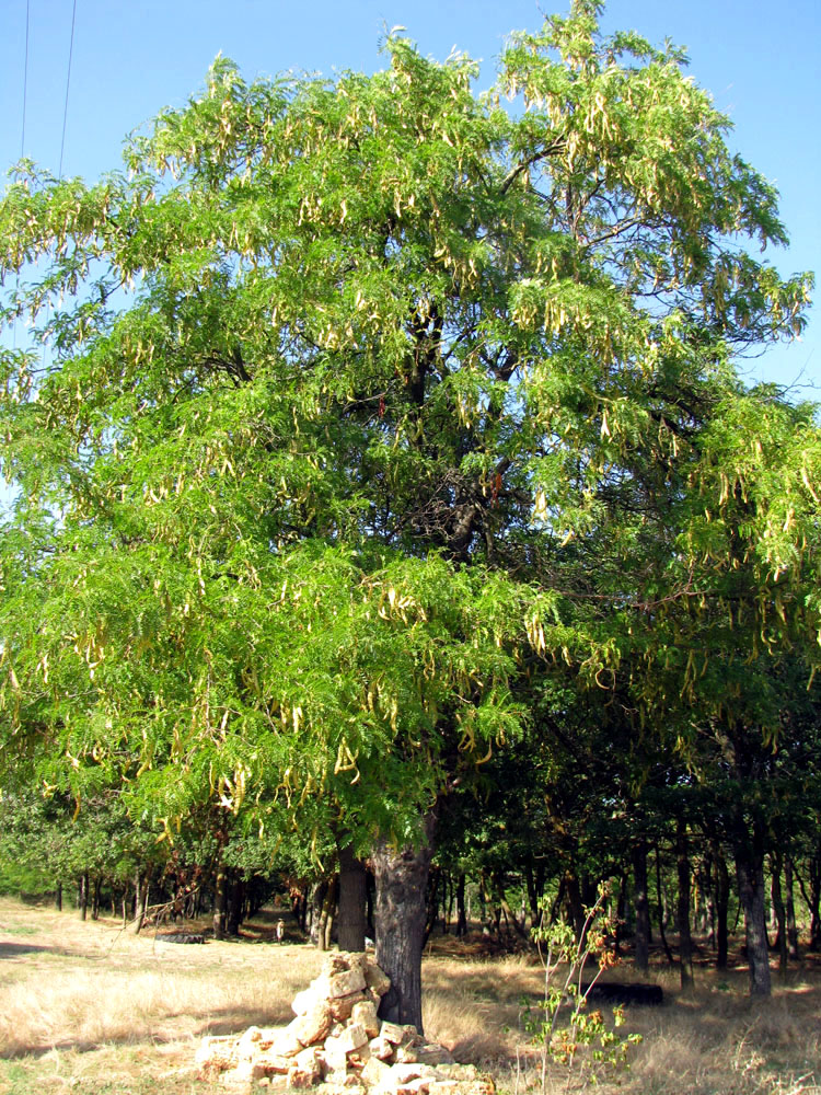 Image of Gleditsia triacanthos specimen.