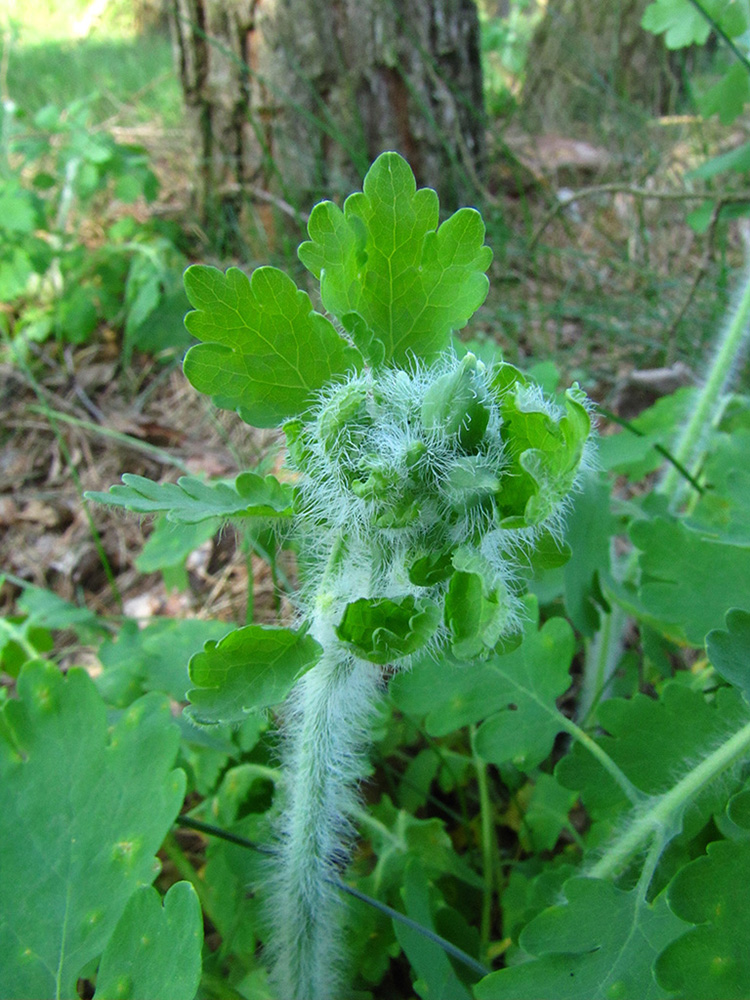 Image of Chelidonium majus specimen.