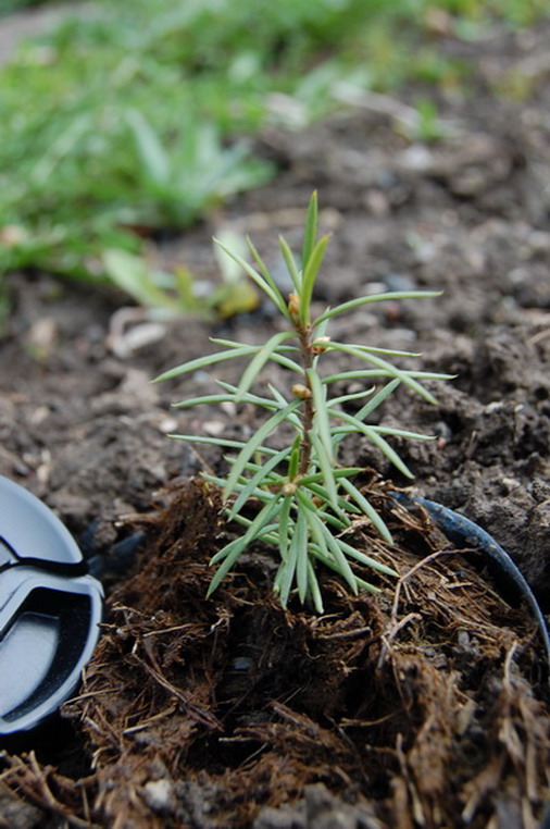 Image of Pseudotsuga menziesii specimen.