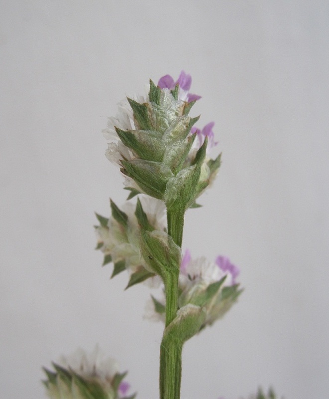 Image of Goniolimon speciosum specimen.