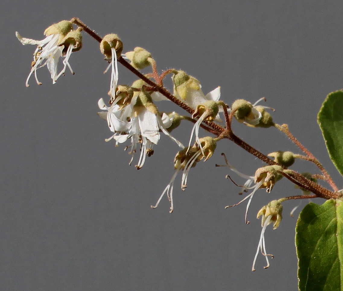 Image of Deutzia &times; carnea specimen.