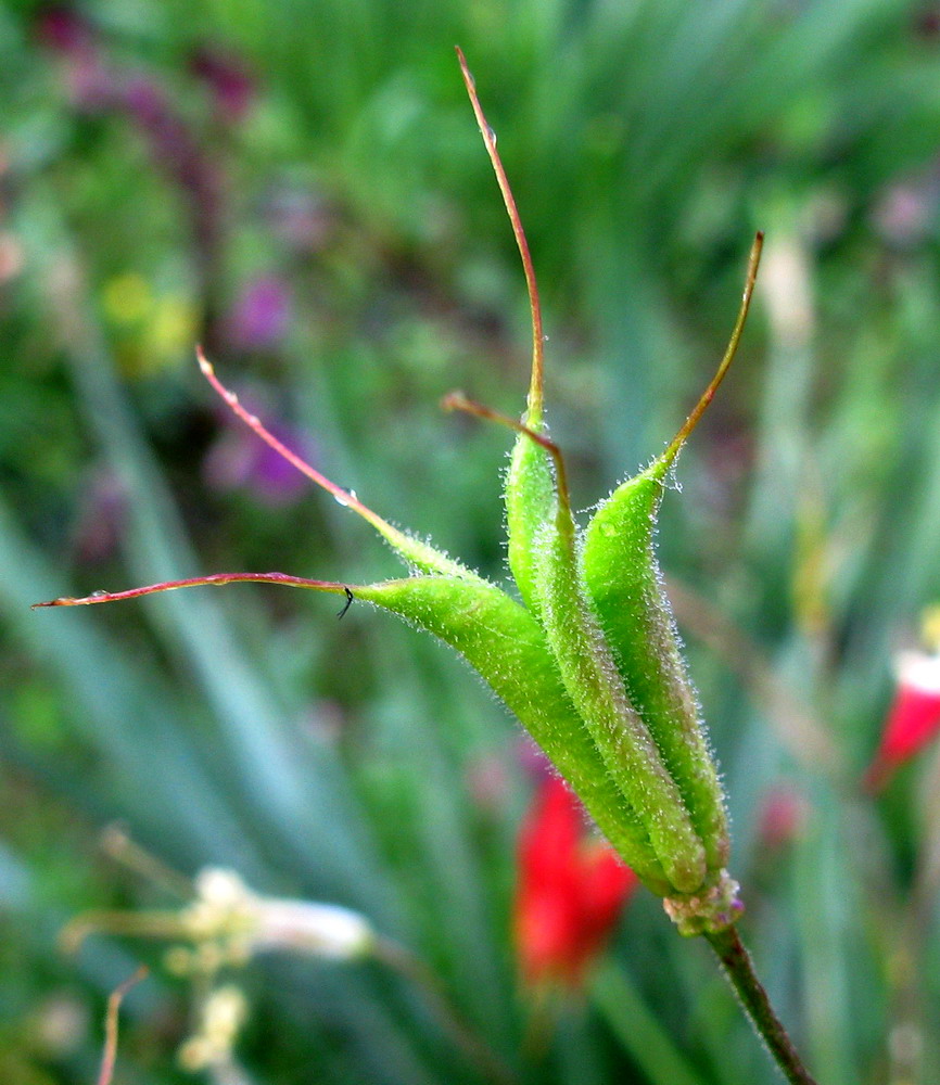 Image of Aquilegia canadensis specimen.