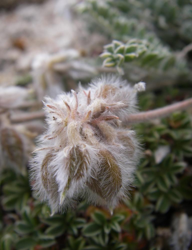 Image of Oxytropis sewerzowii specimen.