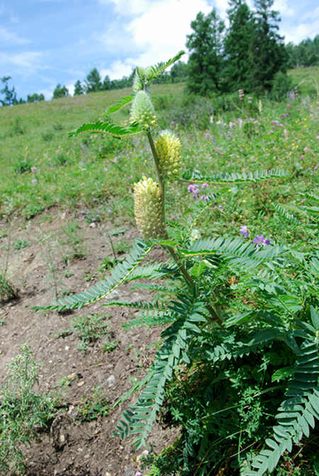 Image of Astragalus alopecurus specimen.