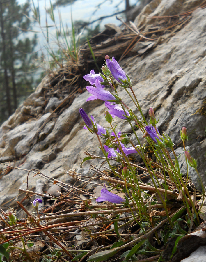 Изображение особи Campanula taurica.