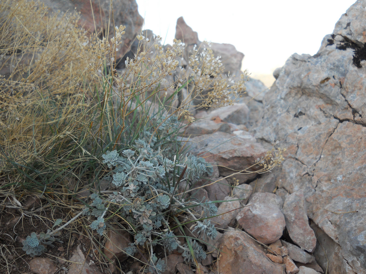 Image of Odontarrhena obtusifolia specimen.