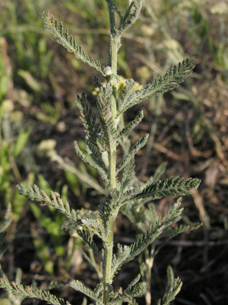 Изображение особи род Achillea.