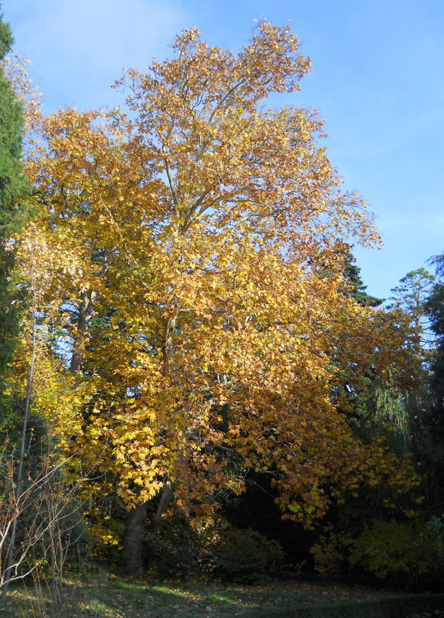 Image of Platanus &times; acerifolia specimen.