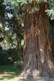 Sequoiadendron giganteum. Ствол старого дерева. Германия, г. Krefeld, ботанический сад. 16.09.2012.