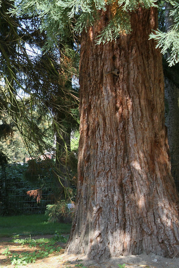 Image of Sequoiadendron giganteum specimen.