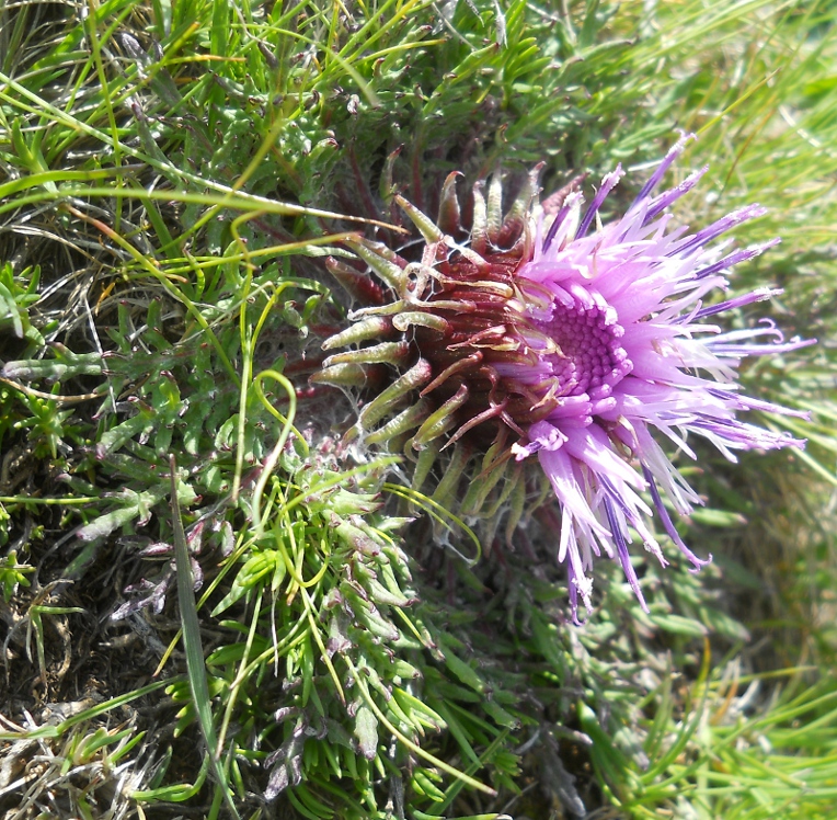 Image of Jurinella moschus specimen.