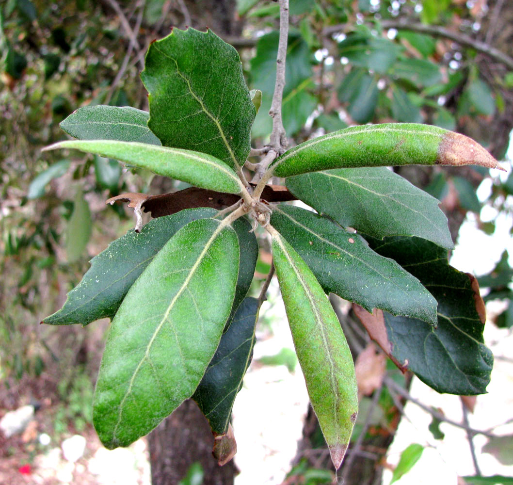 Image of Quercus ilex specimen.