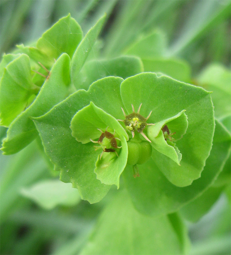 Image of Euphorbia peplus specimen.