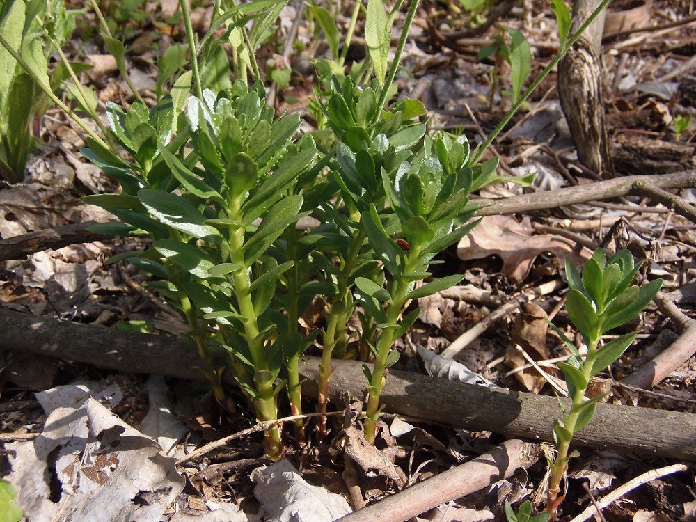 Изображение особи Hylotelephium triphyllum.