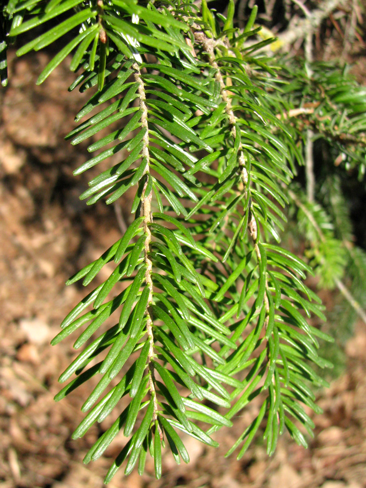 Image of Abies sibirica specimen.