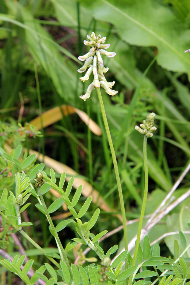 Изображение особи Astragalus peduncularis.