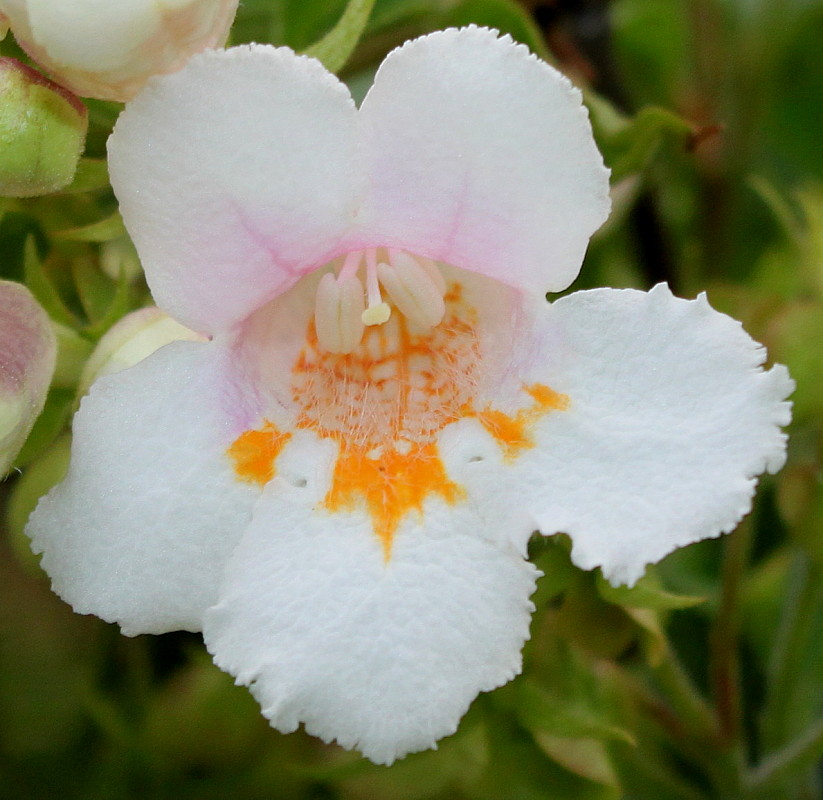 Image of Dipelta floribunda specimen.