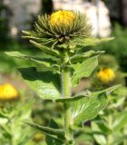 genus Inula. Верхняя часть побега с распускающимся соцветием (вид сбоку). Германия, г. Krefeld, Ботанический сад. 02.06.2013.