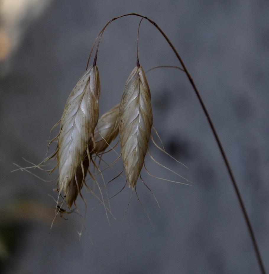 Image of Bromus squarrosus specimen.