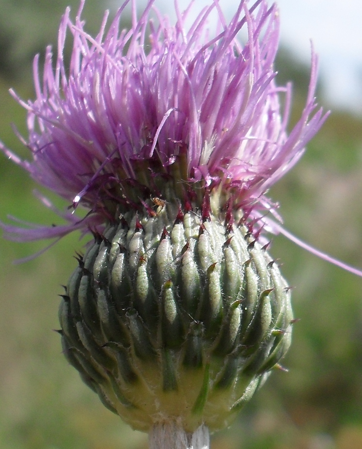 Image of Cirsium canum specimen.