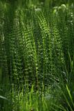 Equisetum fluviatile. Спороносящие растения. Санкт-Петербург, г. Ломоносов. 30.05.2009.