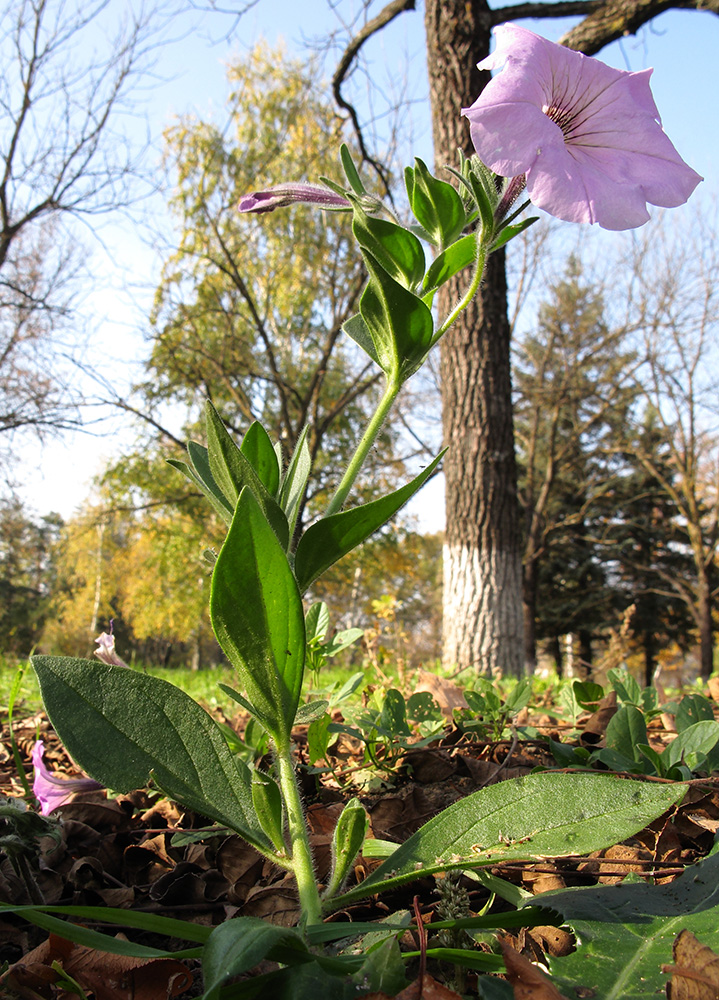 Image of Petunia &times; hybrida specimen.