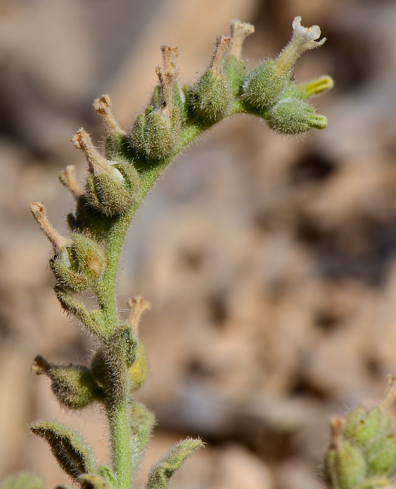 Image of Heliotropium arbainense specimen.