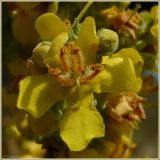 Verbascum lychnitis. Цветок. Чувашия, окр. г. Шумерля, обочина дороги к хлебозаводу. 30 июня 2009 г.