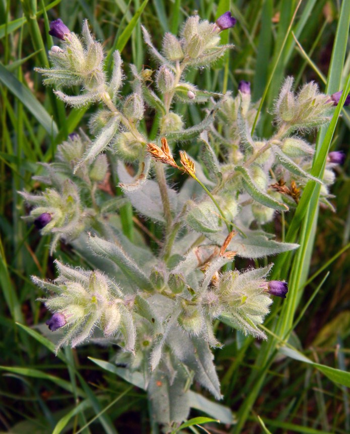 Image of Nonea rossica specimen.