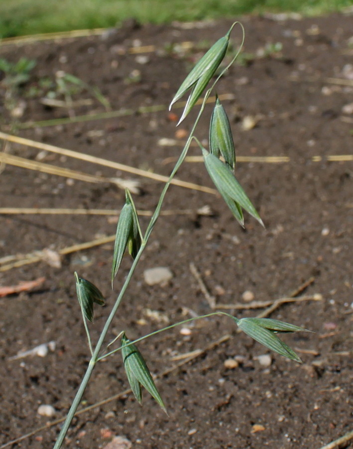 Image of Avena sativa specimen.