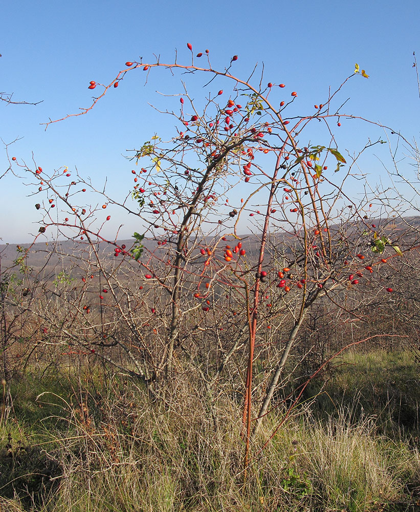 Image of genus Rosa specimen.