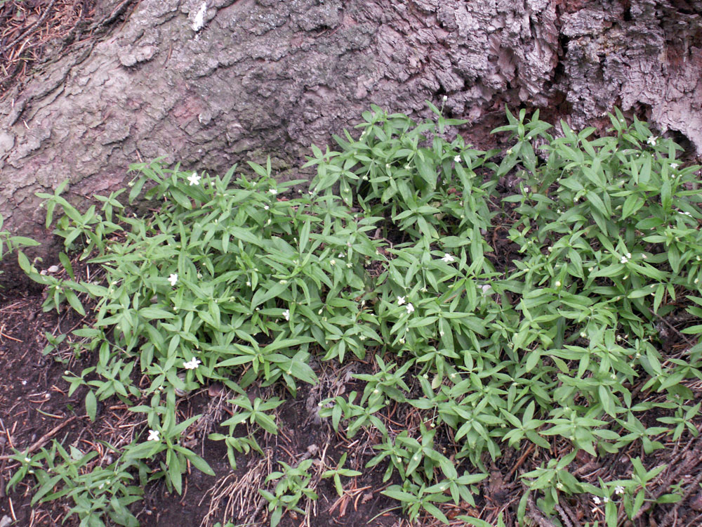 Image of Moehringia umbrosa specimen.