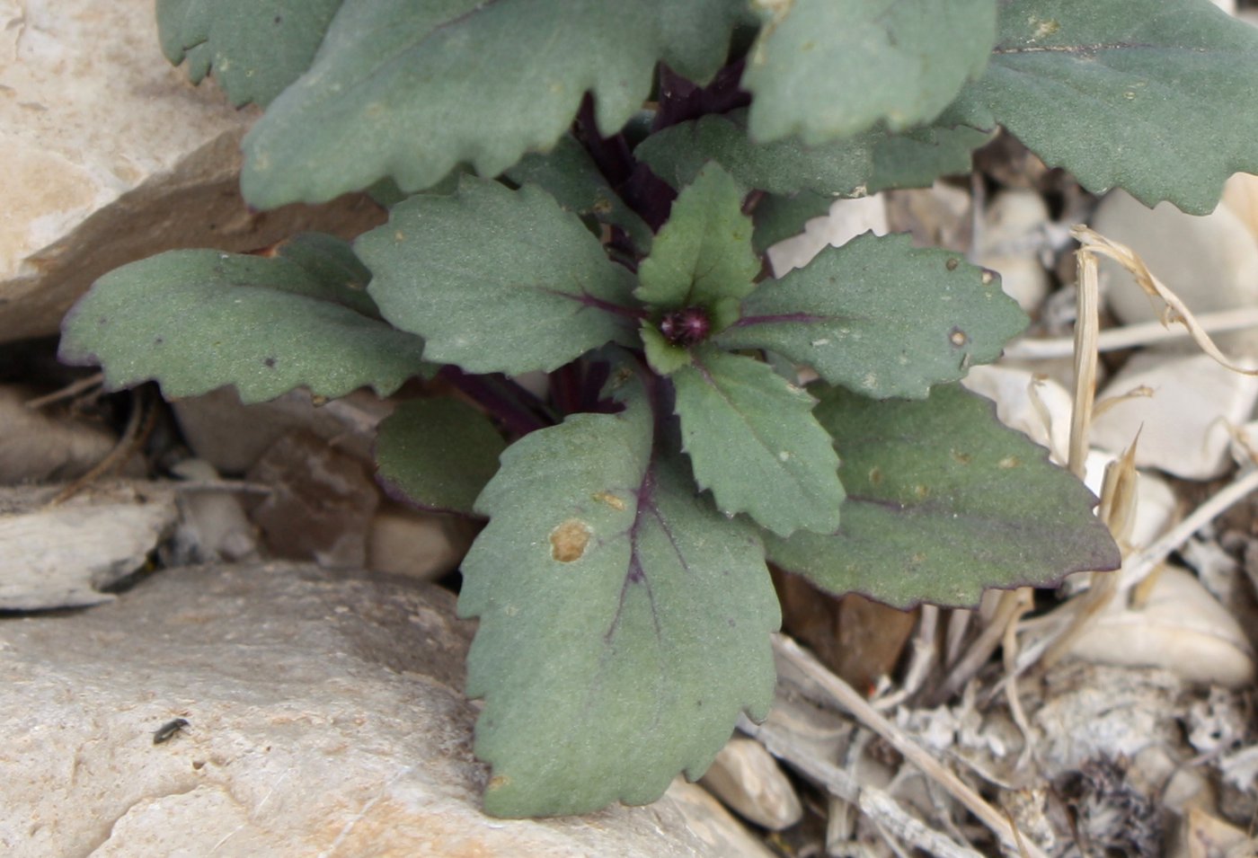 Изображение особи Senecio flavus.