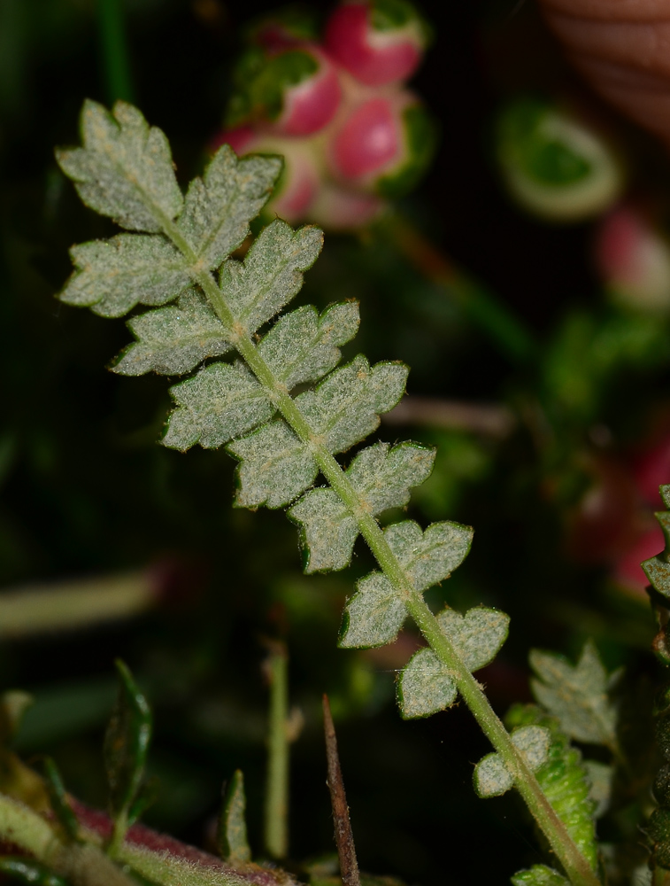 Изображение особи Sarcopoterium spinosum.