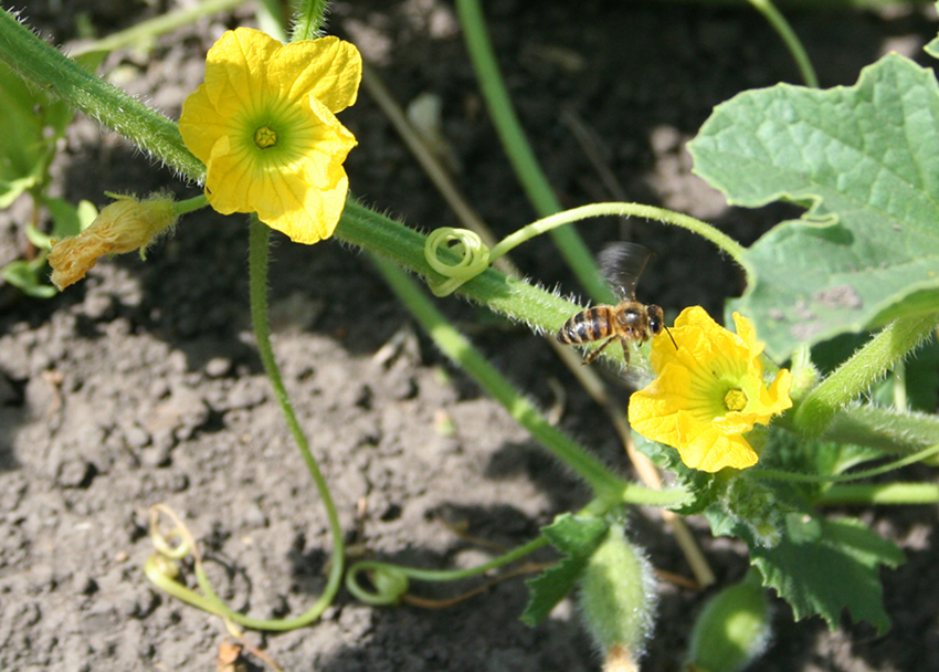 Image of Melo sativus specimen.