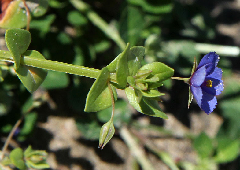 Изображение особи Anagallis arvensis.