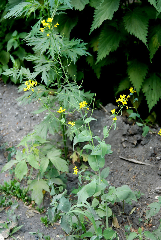 Изображение особи Brassica campestris.