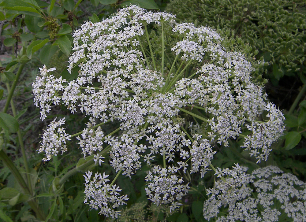 Изображение особи род Heracleum.