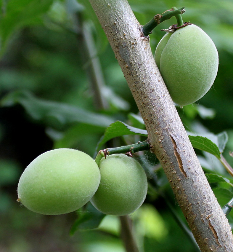 Image of Prunus mume specimen.