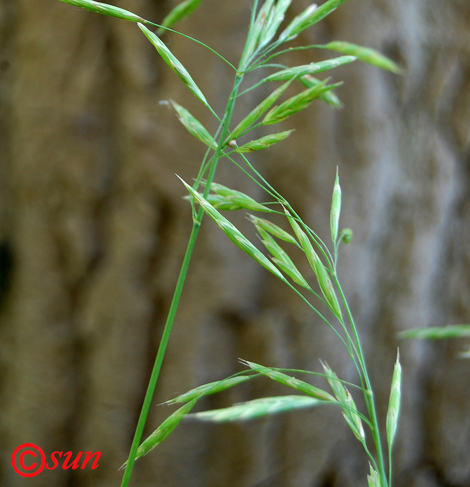 Изображение особи Bromopsis inermis.