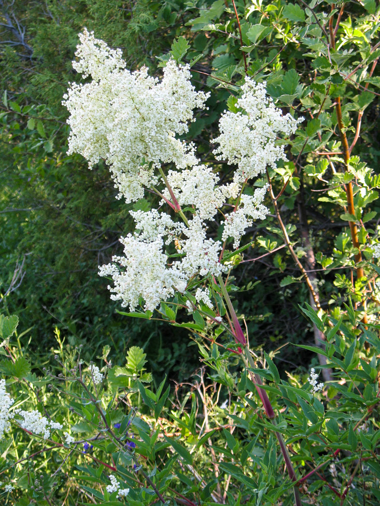 Изображение особи Aconogonon coriarium.